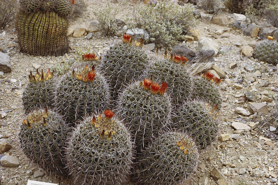 Barrel Cactus Photograph by Robert Ashworth