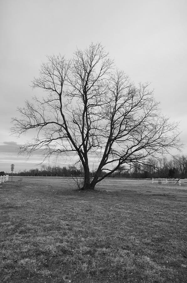 Barren Tree on a Winters Day Photograph by Catherine Conroy - Fine Art ...