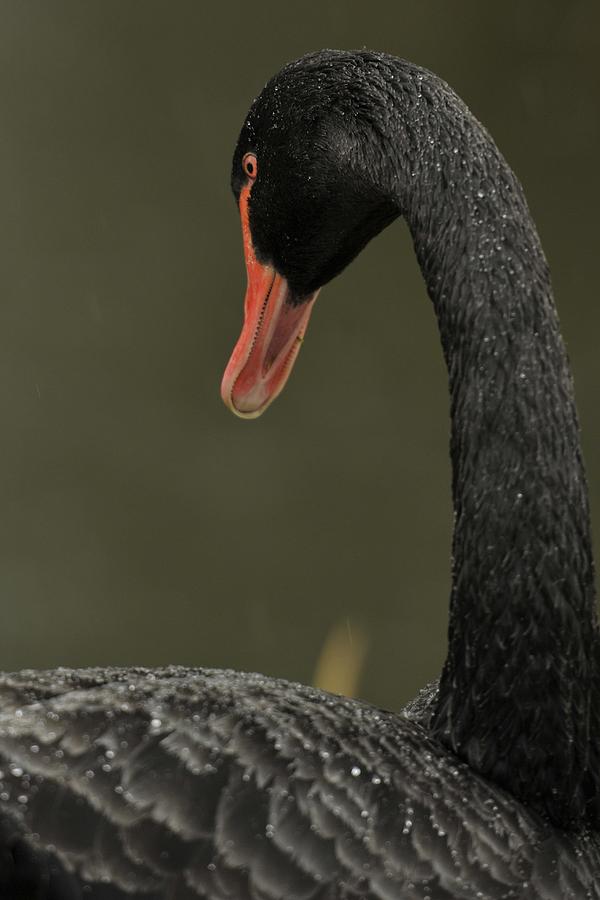 Bashful Photograph by Diane Smith - Fine Art America