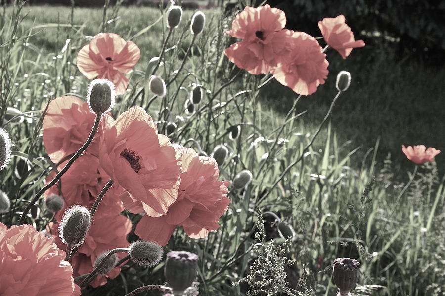 Bashful Poppies and Buds Photograph by Patricia Haynes