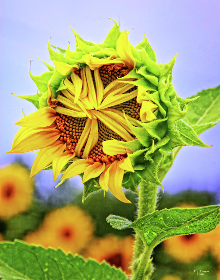 Bashful Sunflower Photograph by Peg Runyan