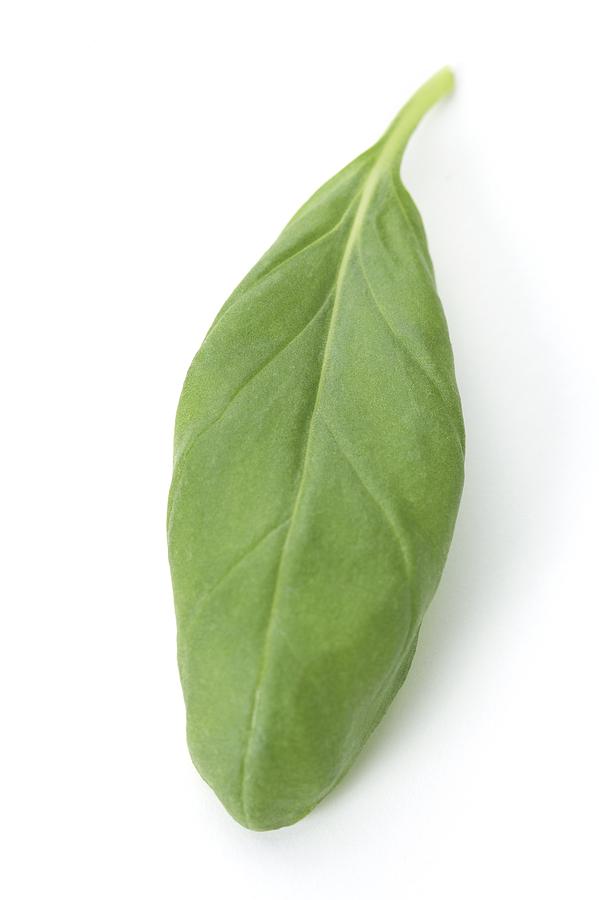 Basil Leaf Photograph by Jon Stokes Fine Art America
