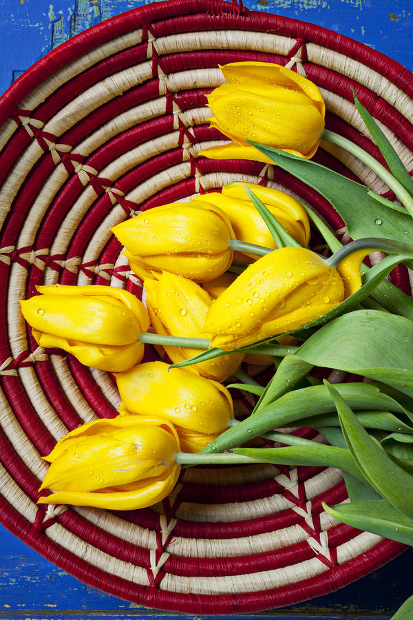 Flower Photograph - Basket full of tulips by Garry Gay