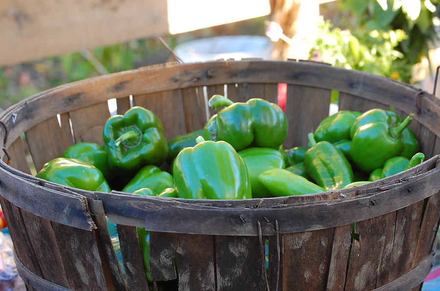 Basket of Green Peppers Photograph by Mary McAvoy