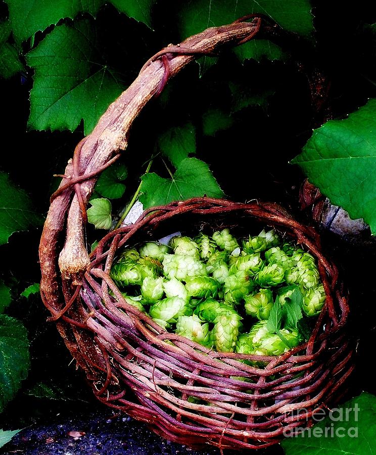 Basket Of Hops  2 Photograph by Tatyana Searcy