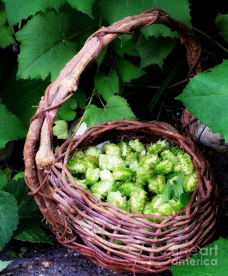 Basket Of Hops Photograph by Tatyana Searcy