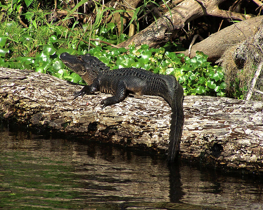 Basking Alligator Photograph by Peggy Urban