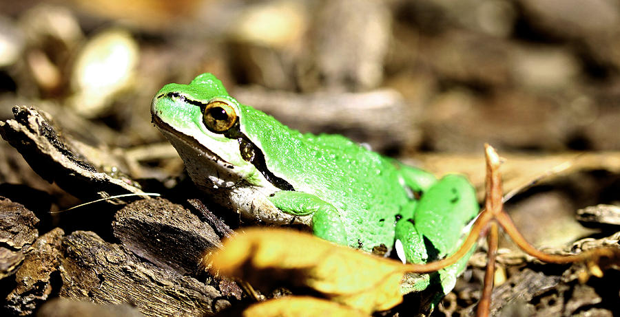 Frog Photograph - Basking  by Marie Jamieson