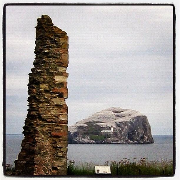 Bird Photograph - Bass Rock Scotland ...
#scotland by Tim Paul