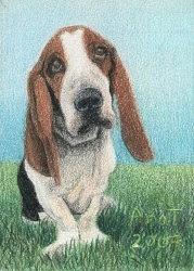 Basset Hound - ACEO Drawing by Ana Tirolese