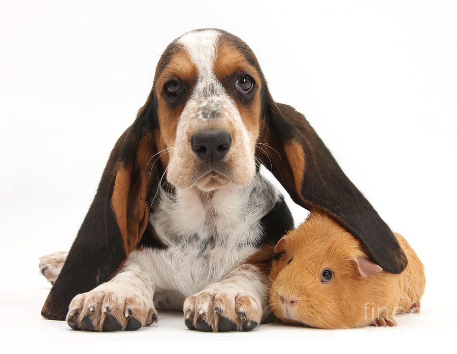 Animal Photograph - Basset Hound And Guinea Pig by Mark Taylor