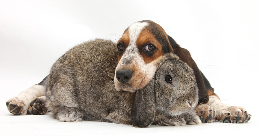 basset hounds for rabbits