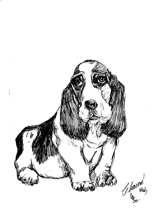 Basset Hound Drawing by Charme Curtin