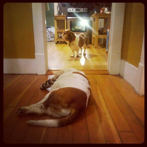 Basset stand-off... Rufus Lays In Photograph by Aubree Clark