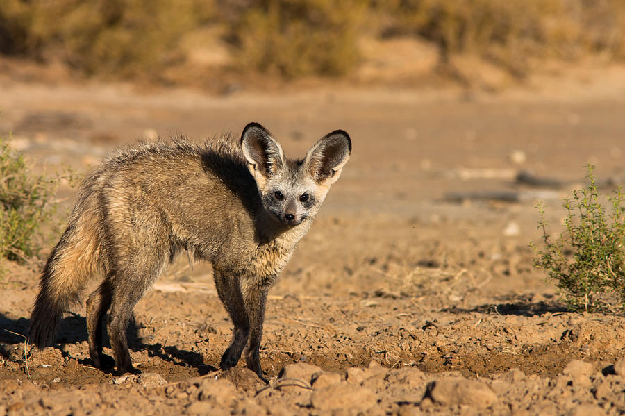 Kgalagadi Transfrontier Park Photograph - Bat-eared Fox by Hein Welman