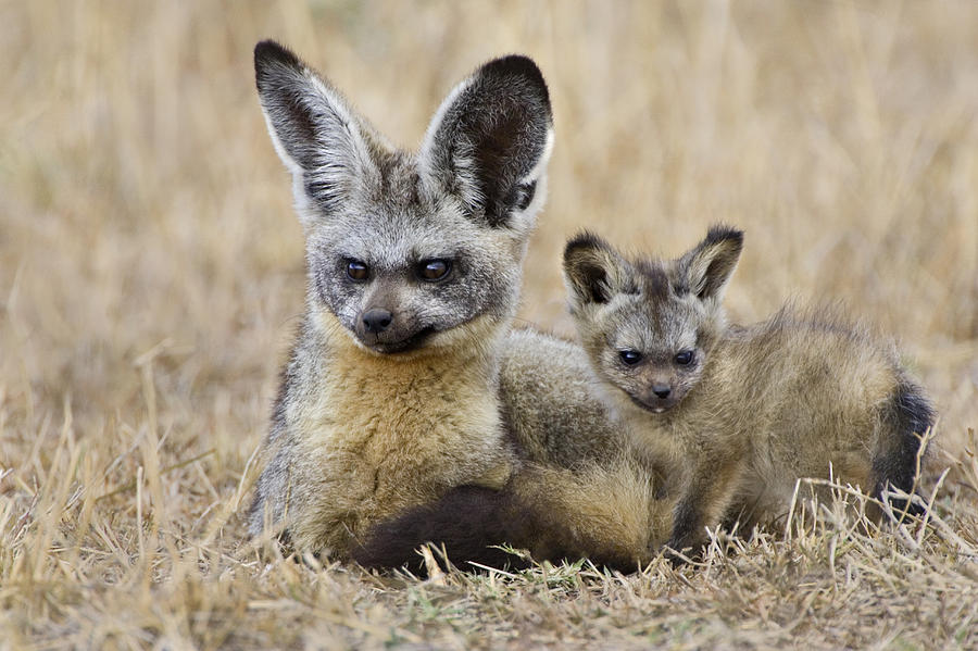 Bat Eared Fox Parent And Pup Masai Mara Photograph by Suzi Eszterhas