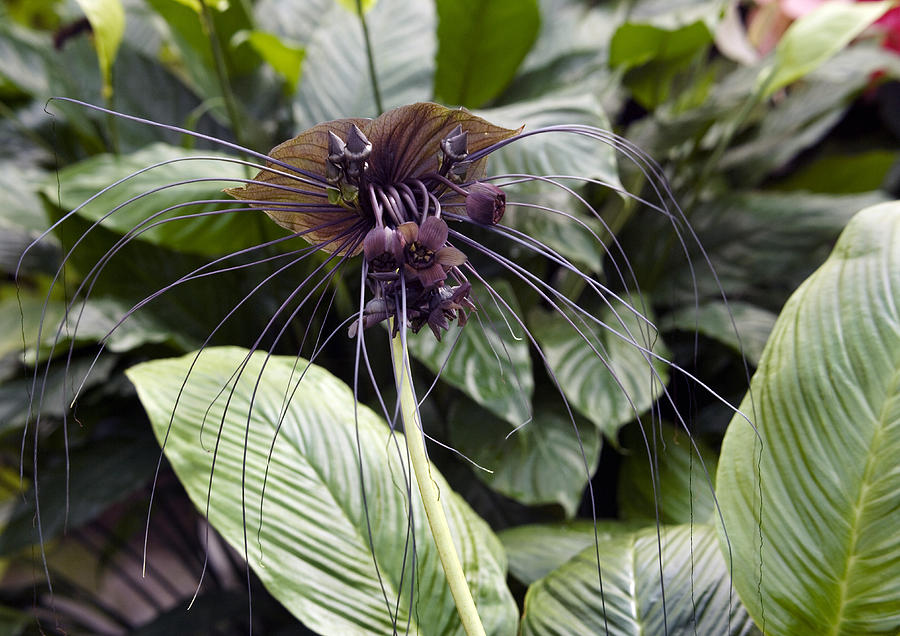 Tacca Chantrieri