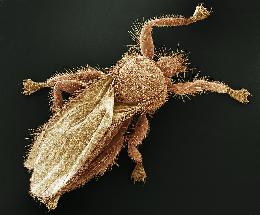 Wildlife Photograph - Bat Fly, Sem by Steve Gschmeissner