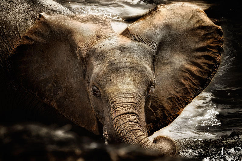 Elephant Photograph - Bathing by Bobbie Goodrich