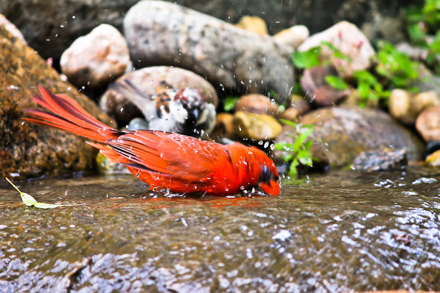 Cardinal Photograph - Bathing Cardinal by Erik Clark