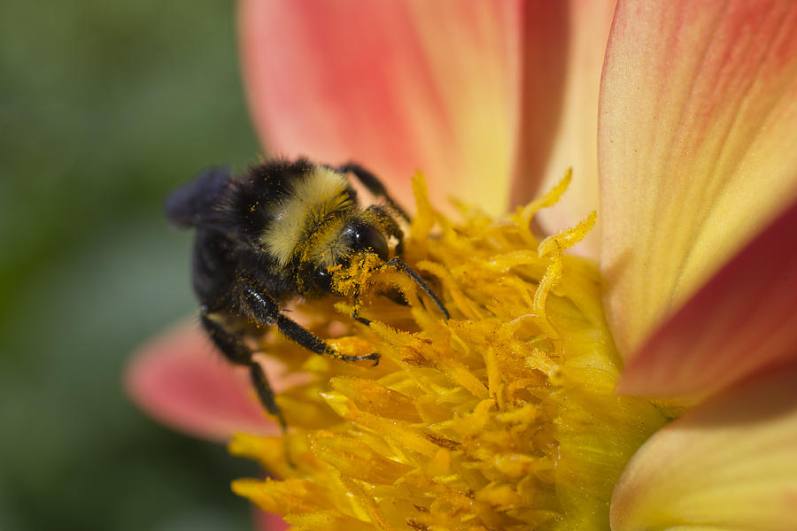 Bathing In Pollen  Photograph by Priya Ghose