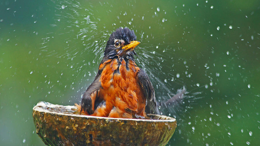 Bathing Robin Photograph by Adrienne Smith - Fine Art America