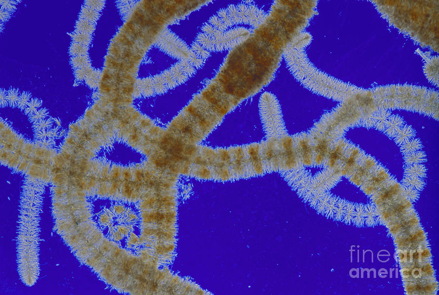 Science Photograph - Batrachospermum Sp Algae Lm by M I Walker