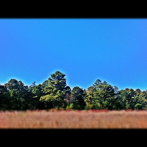 Tree Photograph - #batsto #batstonj #pinebarrens #field by Matthew Loving