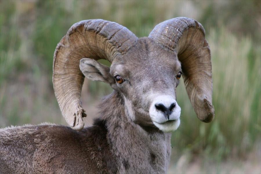 Battered Horn Ram Photograph by Bob Bahlmann - Pixels