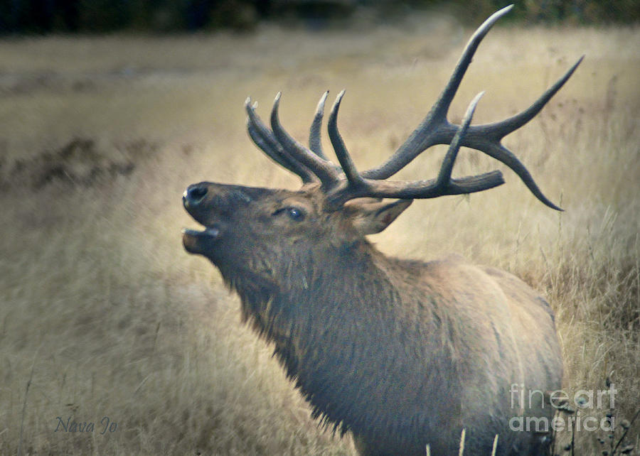 Battle Tested Elk Warrior Photograph by Nava Thompson