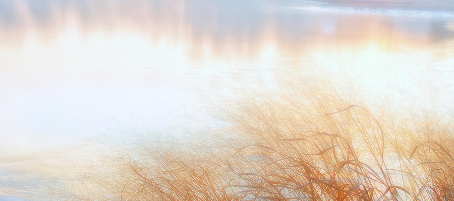 Tree Photograph - Bay Grass on Winters Day by Glenn Gemmell