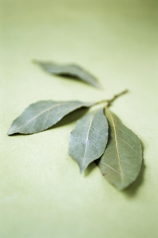 Nature Photograph - Bay Leaves (laurus Nobilis) by Veronique Leplat