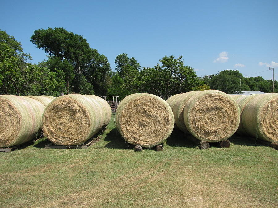 Bayling Hay in Texas Photograph by Shawn Hughes