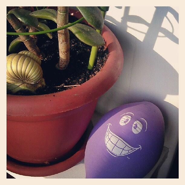 Plant Photograph - Be Happy. (: #behappy #funnyface by Orange Fox