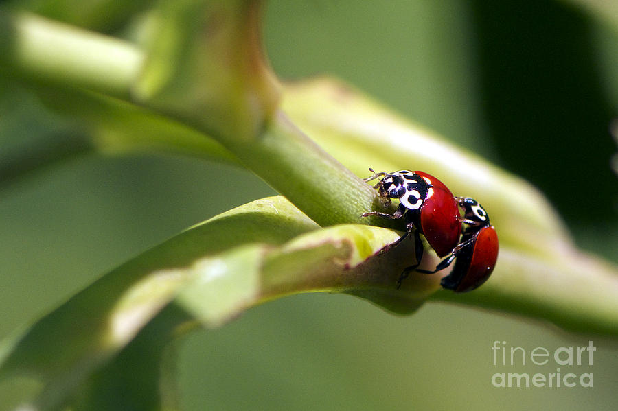 Ladybug Photograph - Be Mine by Sharon Talson