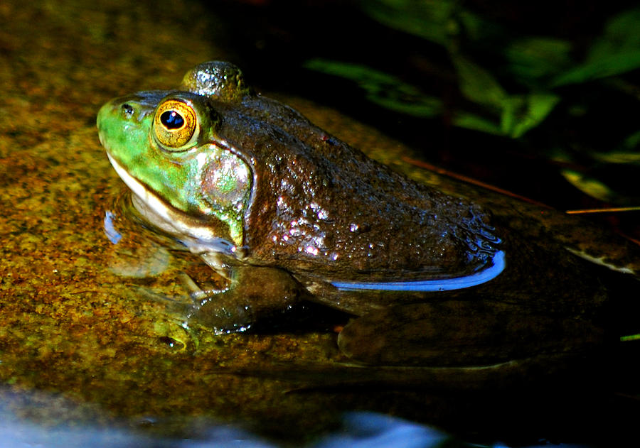 Wildlife Photograph - Be Still My Frog by Rose Pasquarelli