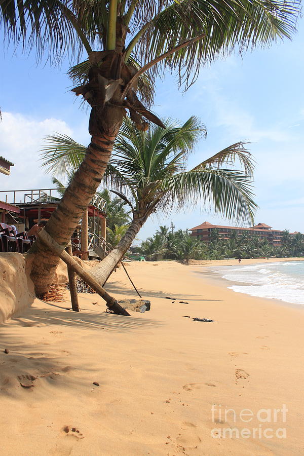 Beach And Palm Trees Photograph By Kristina Burnham Fine Art America