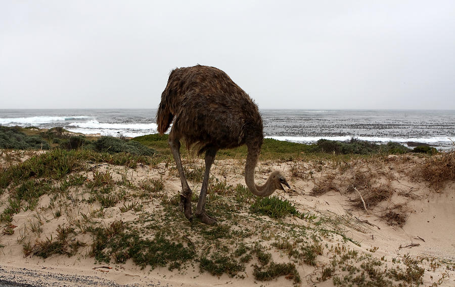 Ostrich Photograph - Beach Bird by Aidan Moran