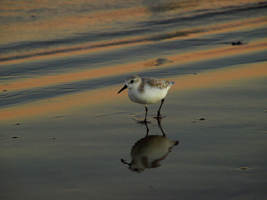 Beach Bird I Photograph by James Granberry