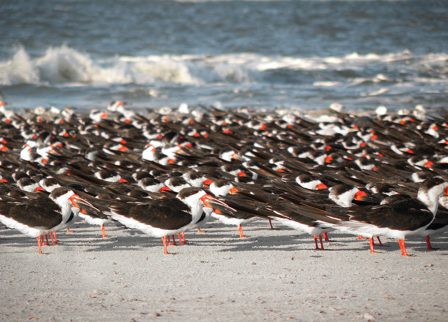 Beach Birds Photograph by Steven Michael