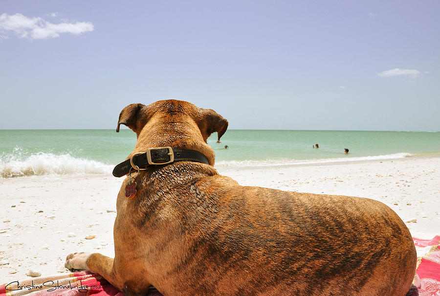 Dog Photograph - Beach Blanket Tugboat by CM Stonebridge