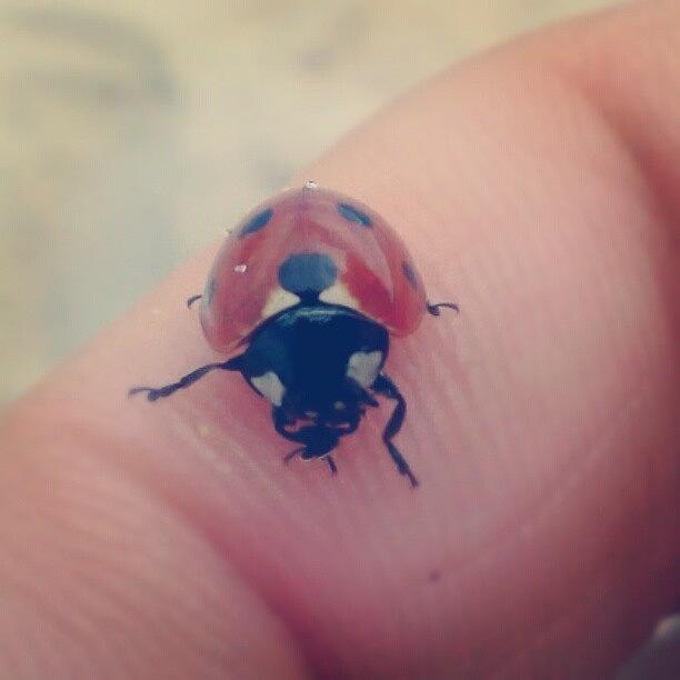 Ladybug Photograph - Beach Bug. #ladybug #beach #ocean #red by Amanda Schoonover