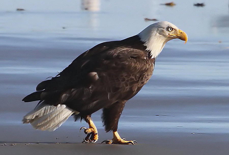 Beach Bumming Eagle Photograph by Angie Vogel