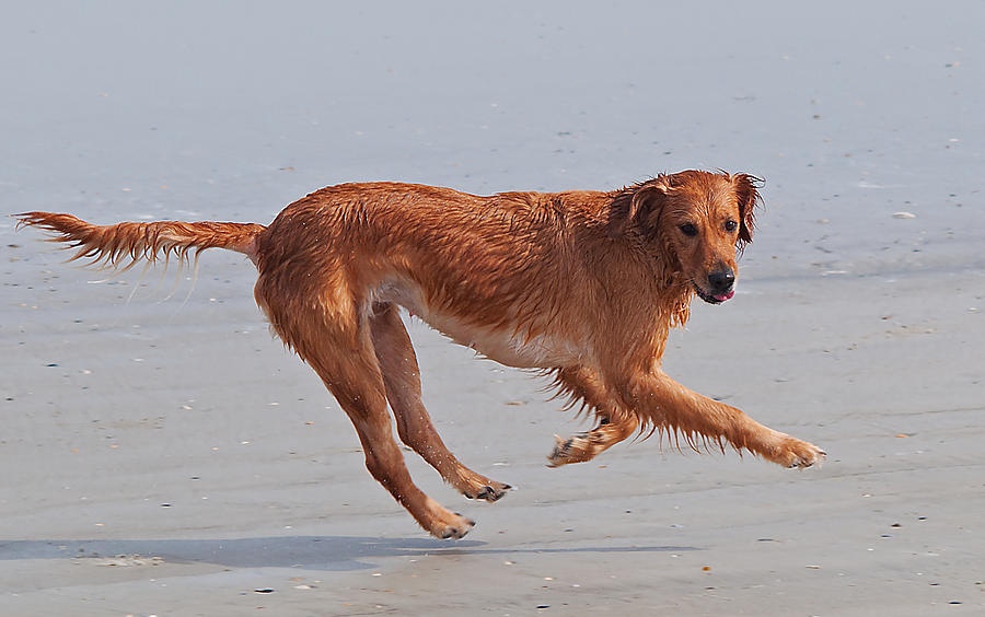 Nature Photograph - Beach Dog by Kenneth Albin