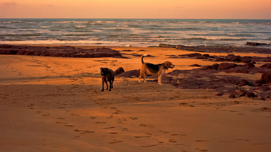 Beach Dogs-Sherlock and Friend Photograph by Douglas Barnard