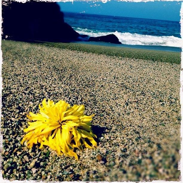 Flowers Still Life Photograph - Beach Flower by Natasha Marco