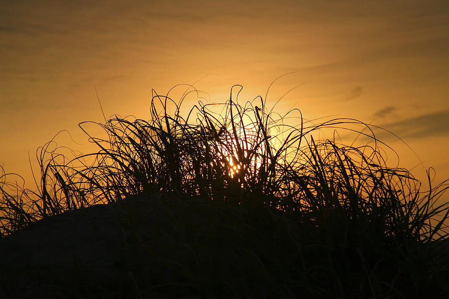 Beach Grass At Sunrise Photograph by Steven Ainsworth