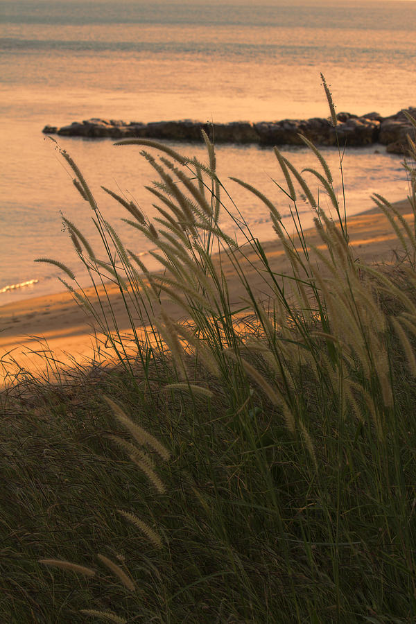 Beach Grass at Sunset Photograph by Douglas Barnard