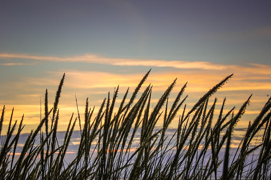 Beach Grass Photograph by Bill Pevlor