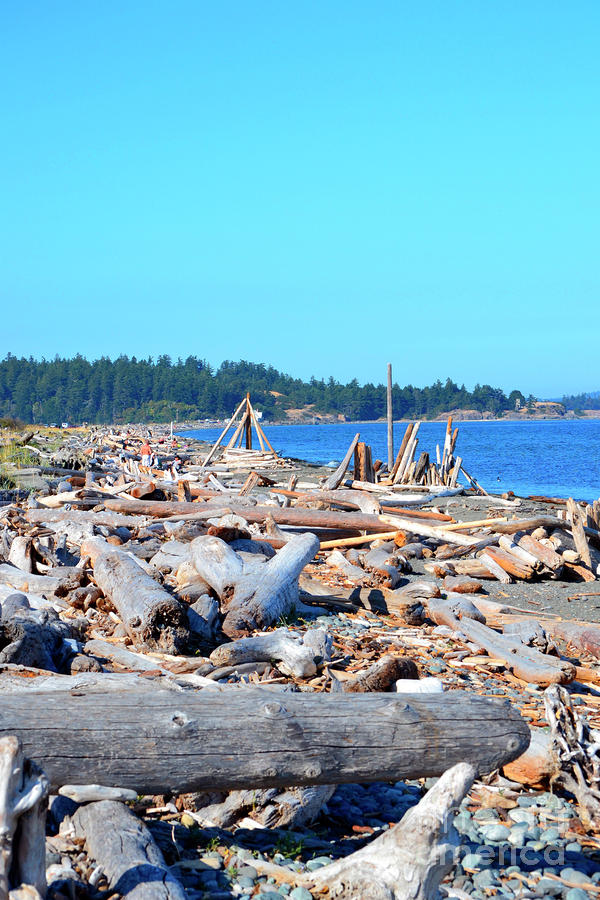 Beach of Logs Photograph by Traci Cottingham